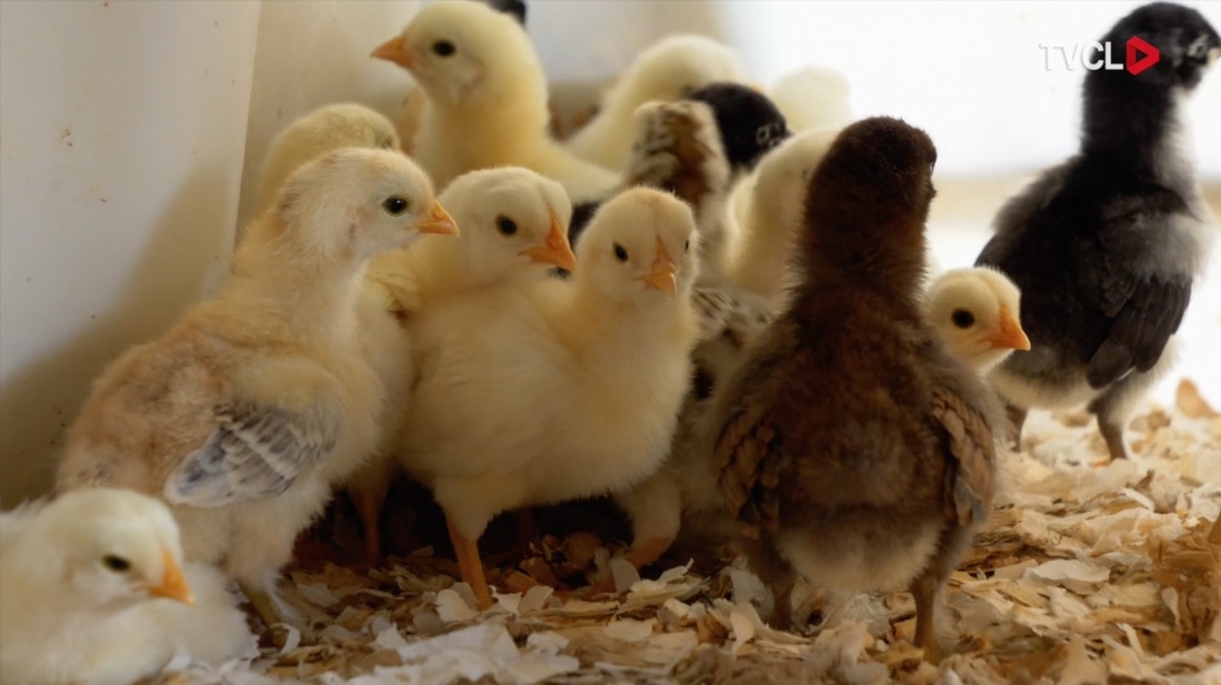 L'artisan fermier - L'ABC de l'élevage des poules